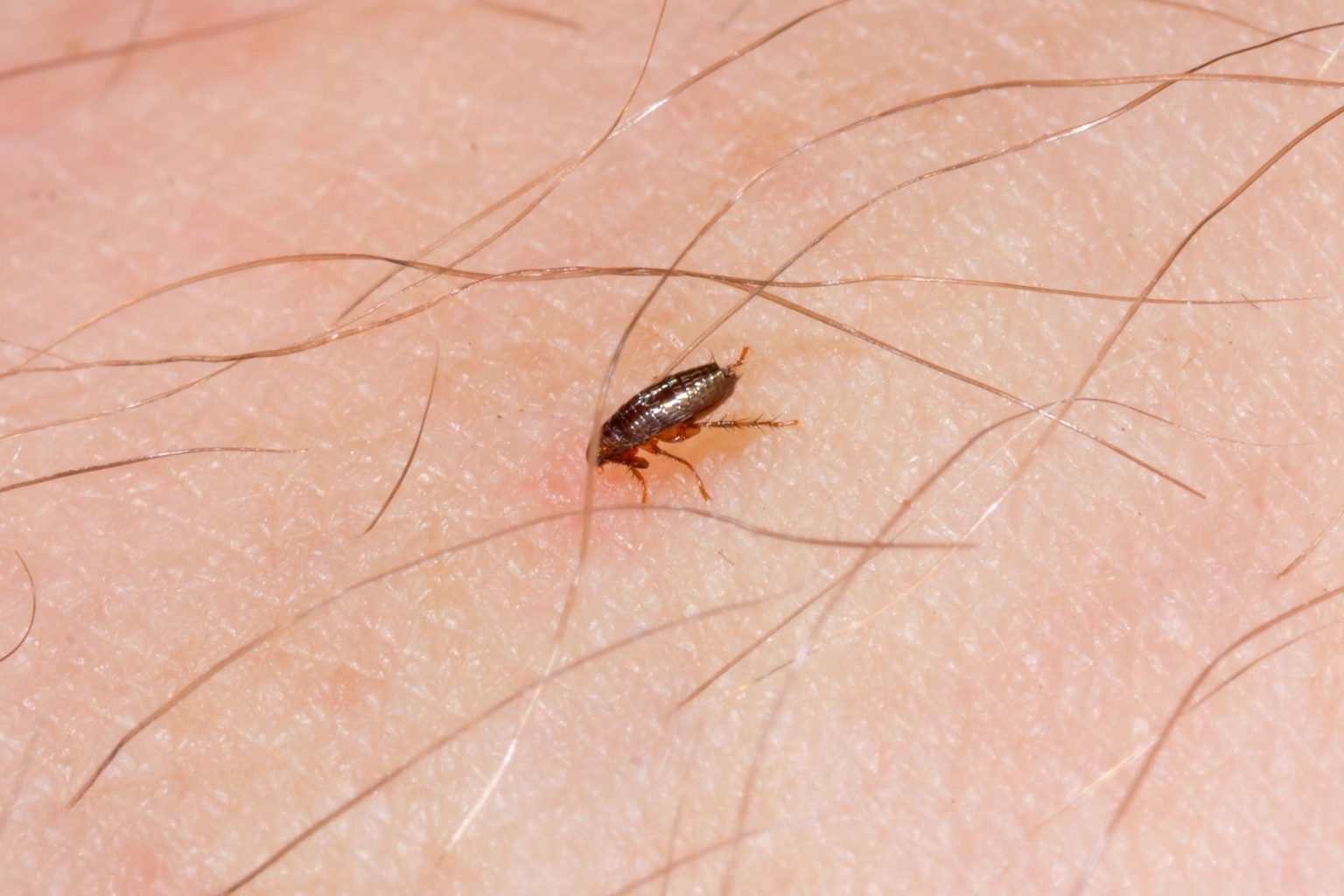 Flea Cures Find the cure to your pet's fleas!