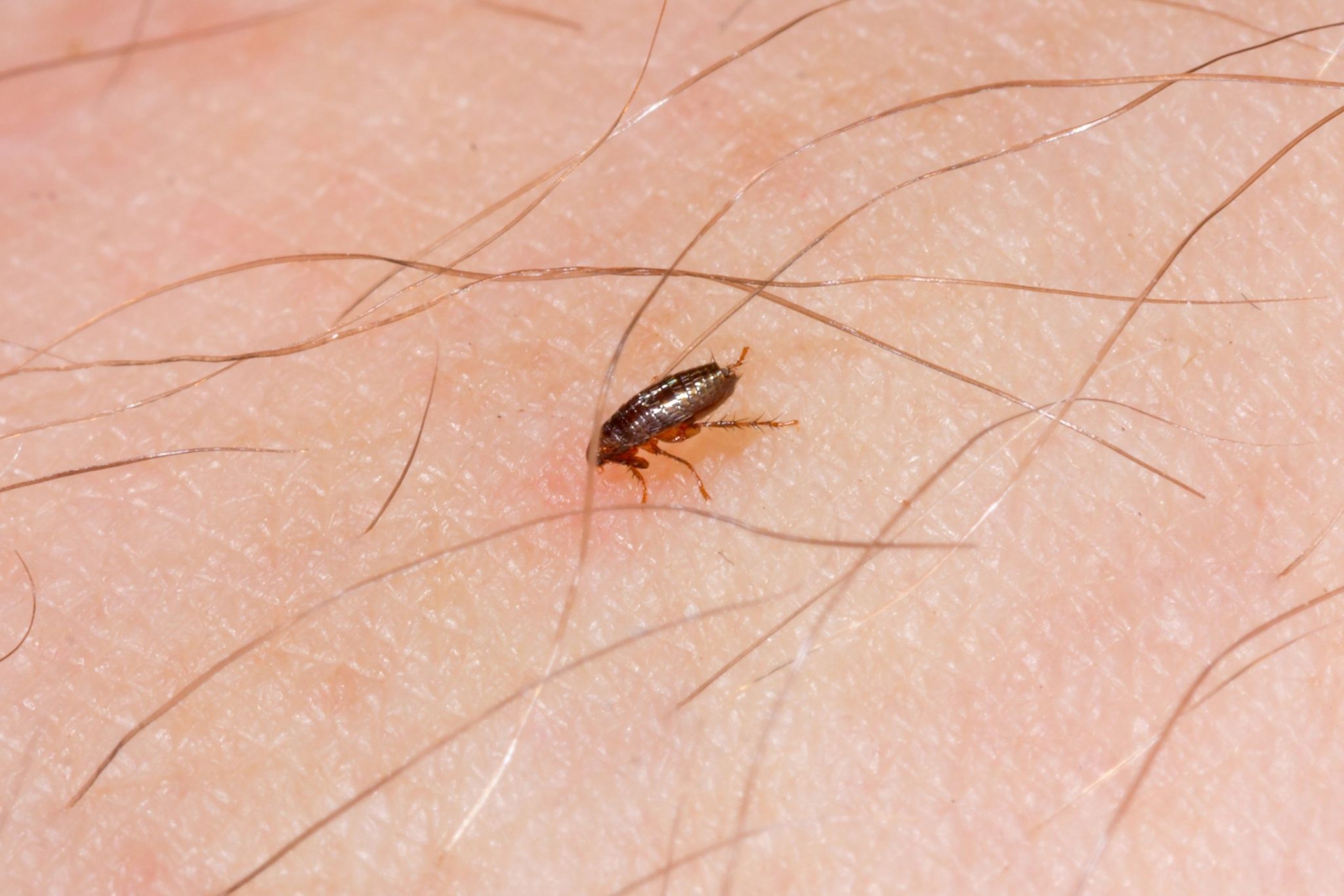 Flea Cures Find the cure to your pet's fleas!