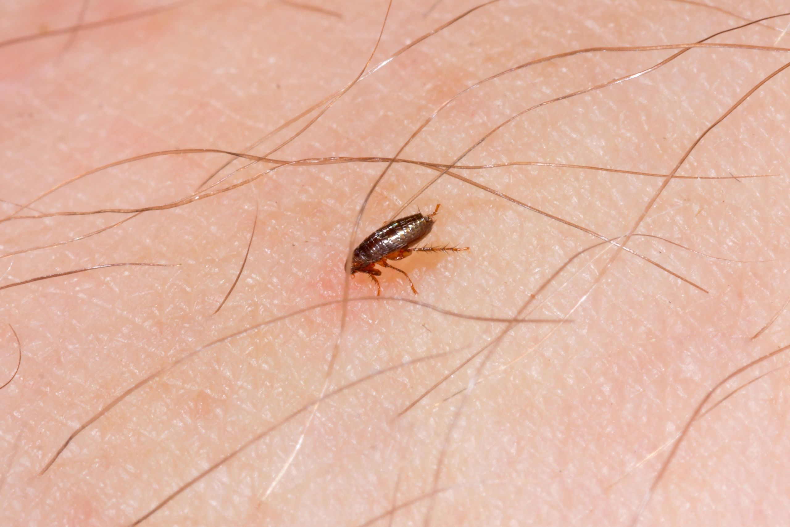 can fleas lay eggs in mattresses