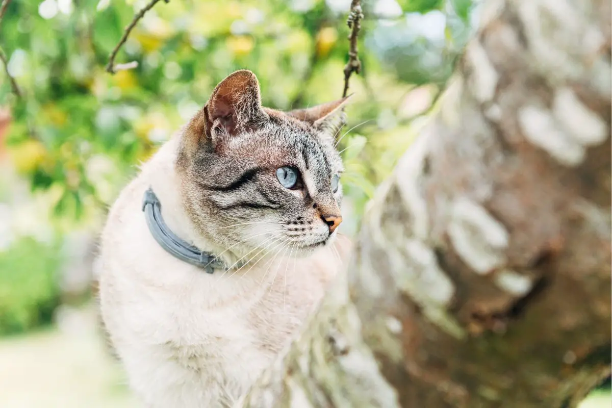 Do Flea Collars Work? Flea Cures