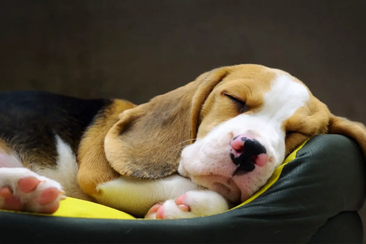 how to get rid of dog fleas in your bed