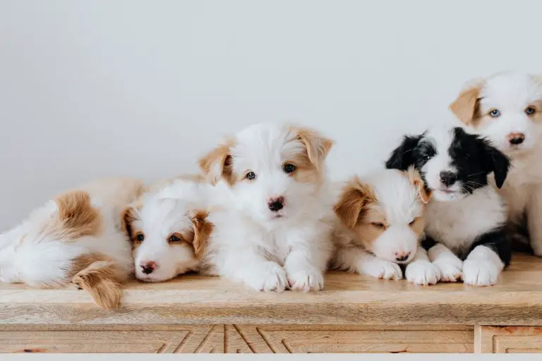 How To Get Rid Of Fleas On Puppies