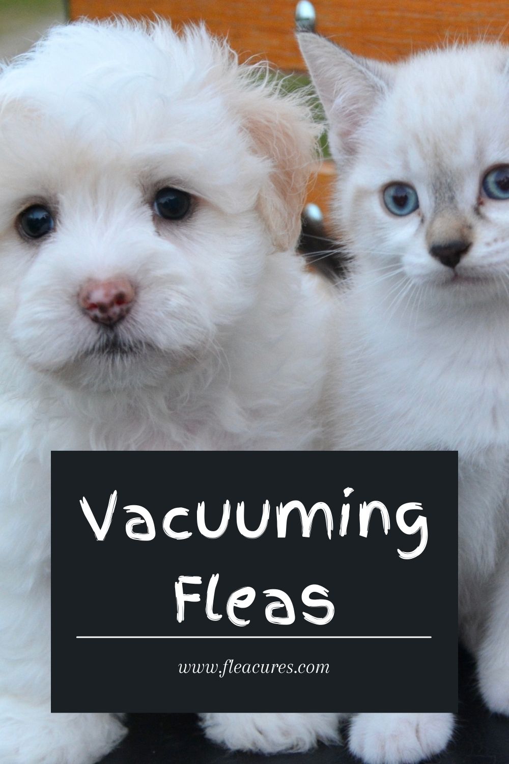 Vacuuming Fleas Flea Cures