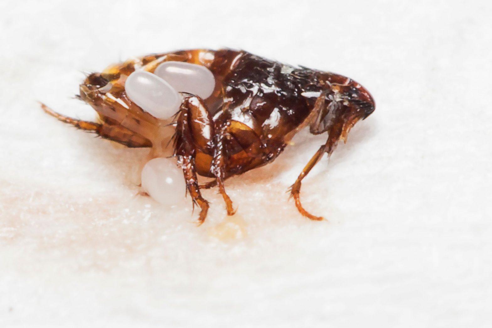 Can you drown fleas? Flea Cures