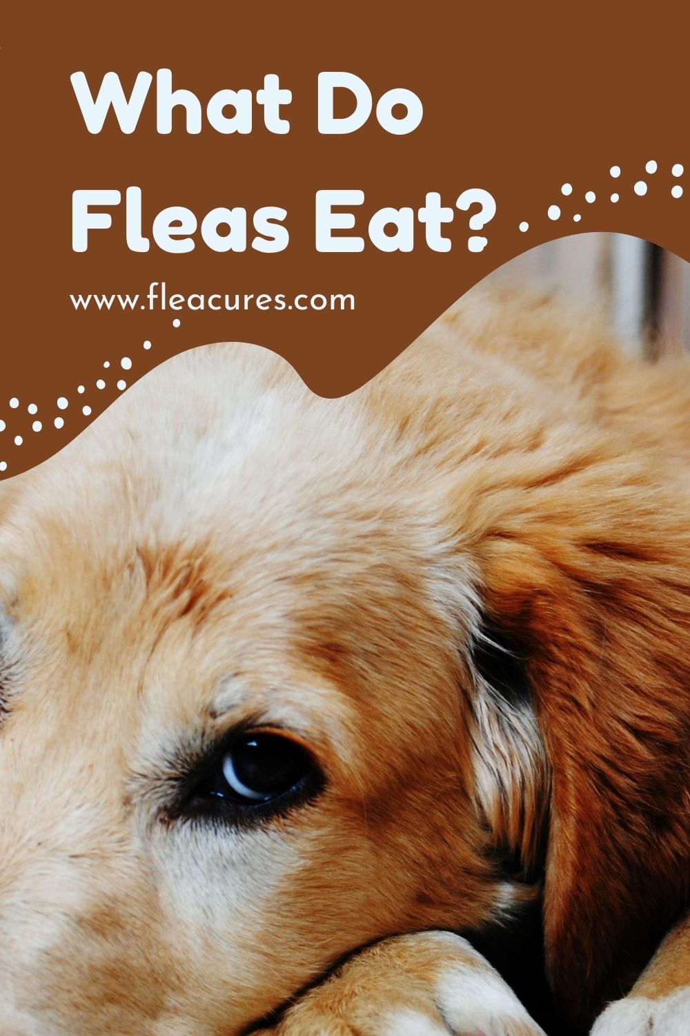 What Do Fleas Eat - Flea Cures