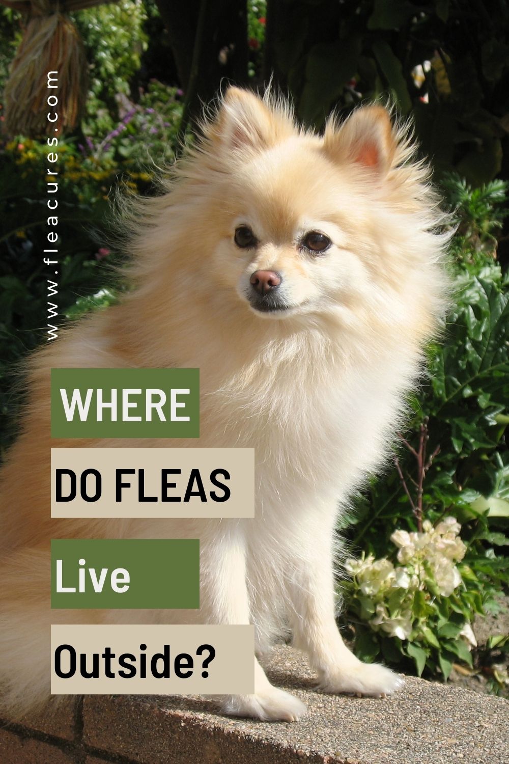 Where Do Fleas Live Outside Flea Cures