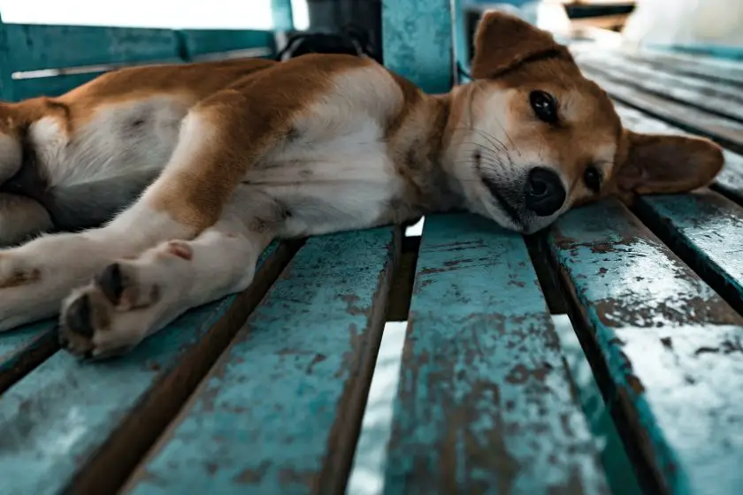 cane a pelo corto marrone chiaro e bianco sdraiato su una superficie verde acqua