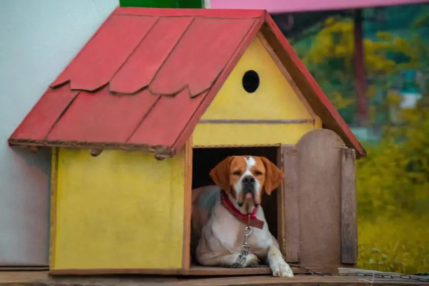 Perro de pelo corto marrón y blanco en casa de madera roja y verde