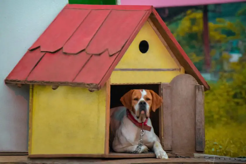 brown and white short coated dog on red and green wooden house