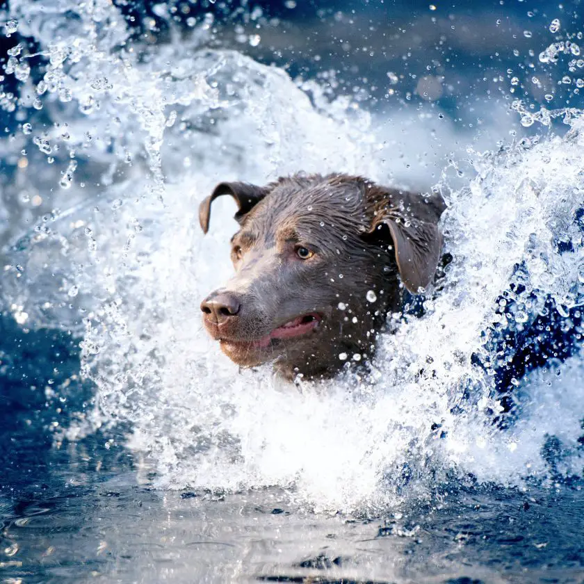 Il miglior shampoo antipulci per cani_fleacures