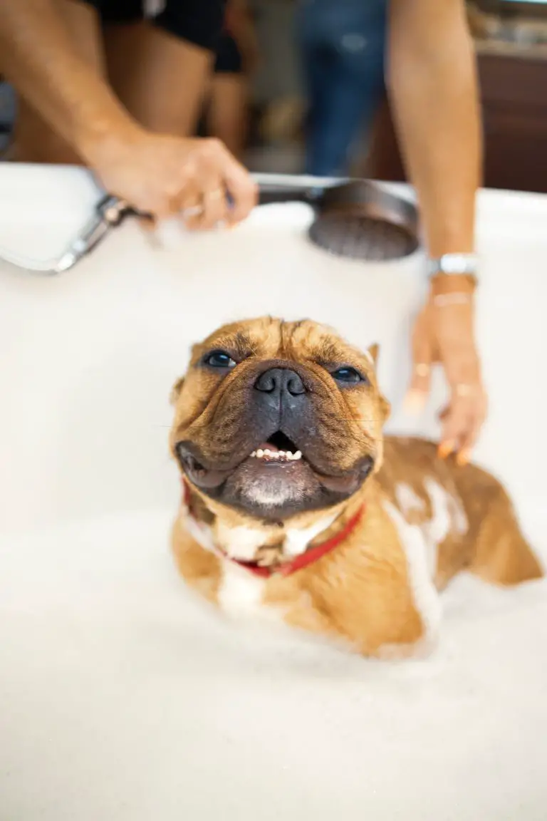 Best Flea Shampoo For Dogs_fleacures
