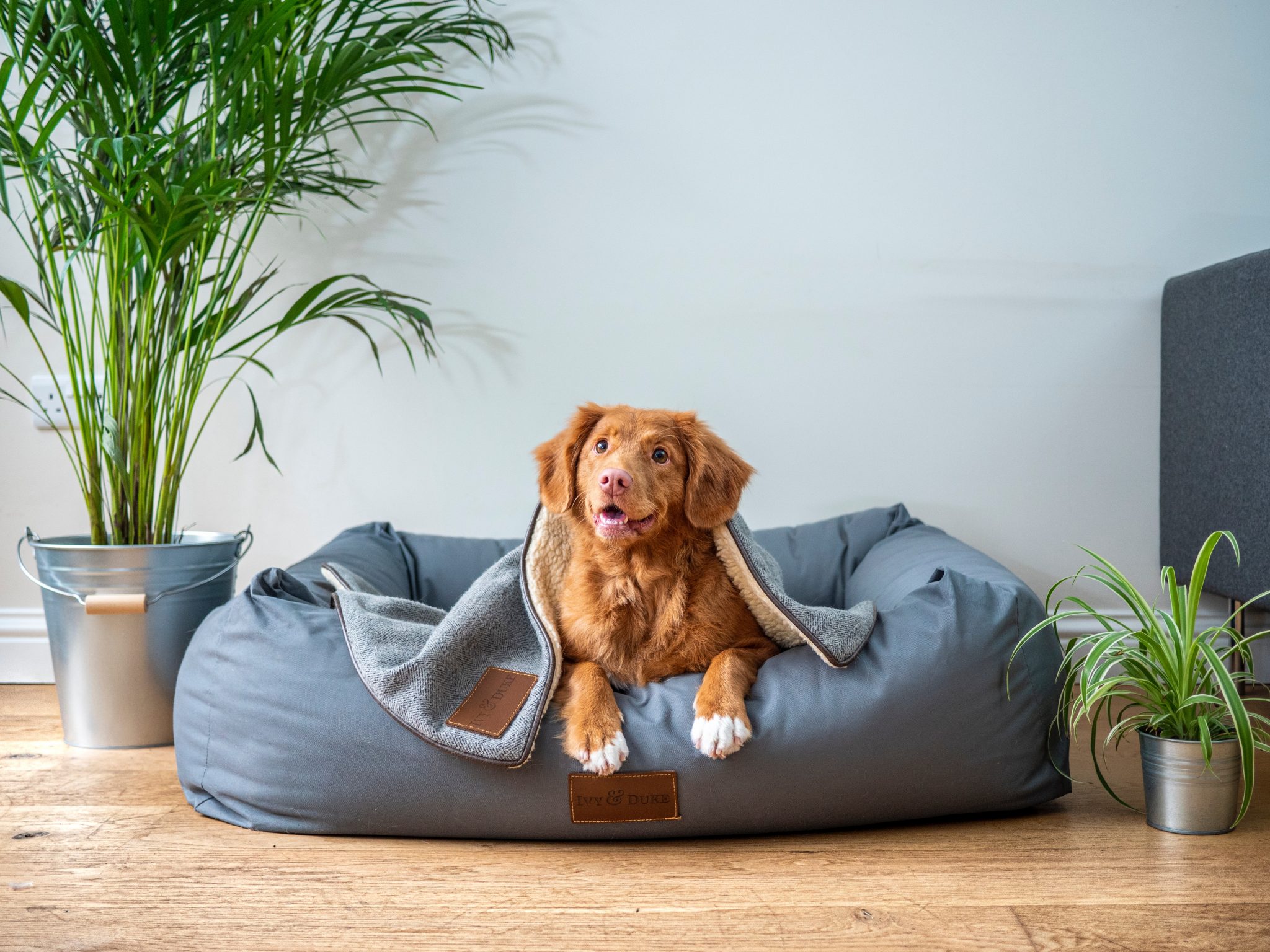 Brewers Yeast For Fleas Photo Inspiration