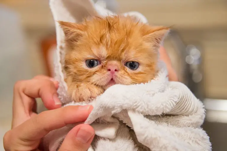 Giving Your Cat A Flea Bath_fleacures
