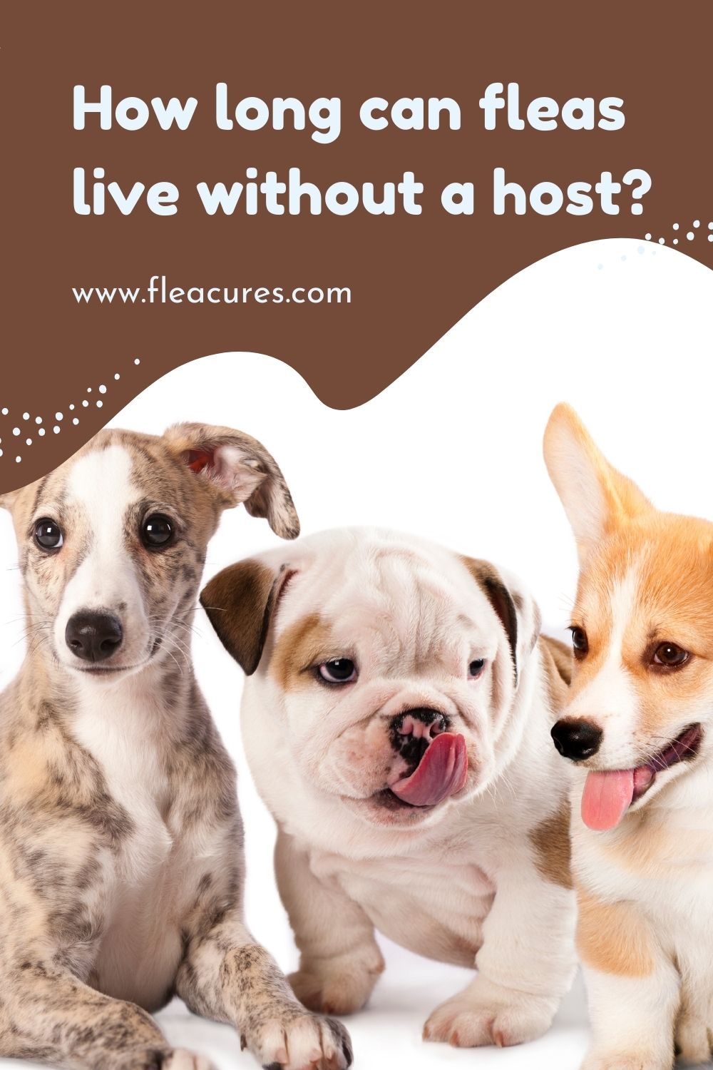 How long can fleas live without a host? Flea Cures