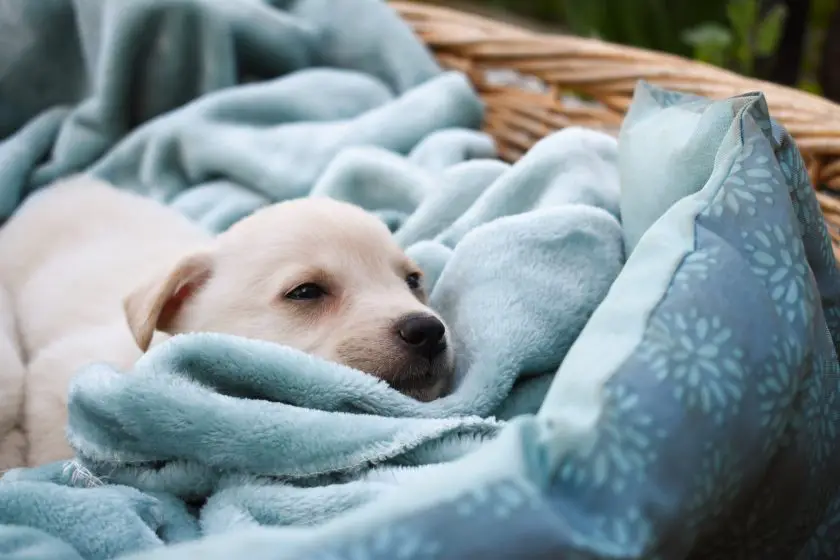 I pericoli delle pulci sui cuccioli_fleacures 