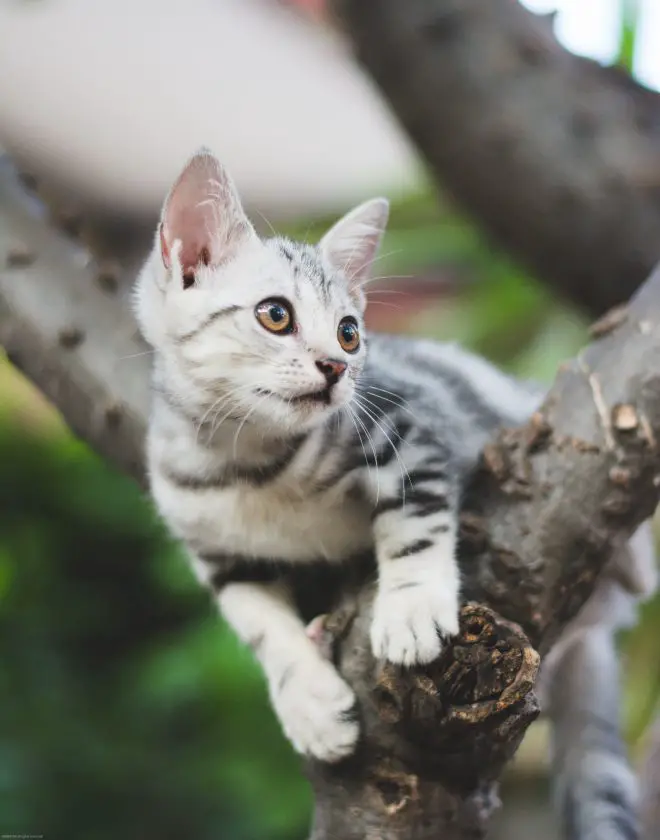 Die Gefahren von Flöhen auf kitten_fleacures