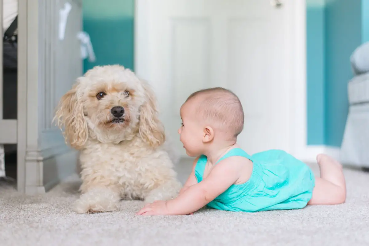 Combien de temps les puces peuvent-elles vivre dans un tapis ?