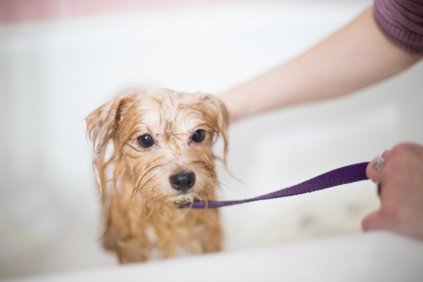 baño para perros