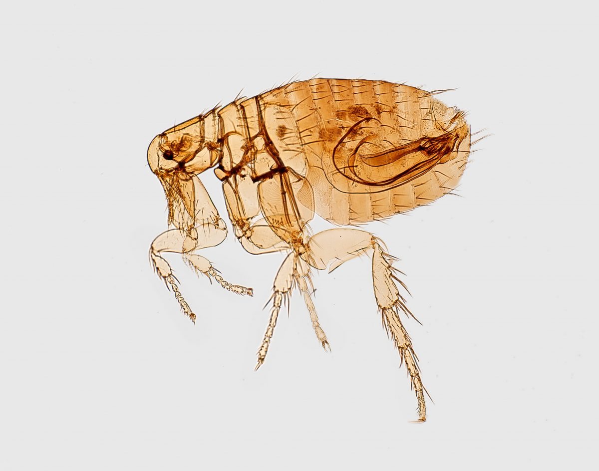 How long can fleas live without a host?