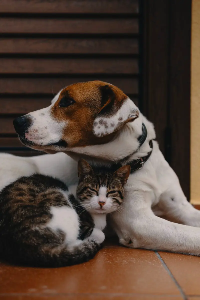 Pulgas de gato vs. pulgas de perro: ¿son diferentes o iguales?