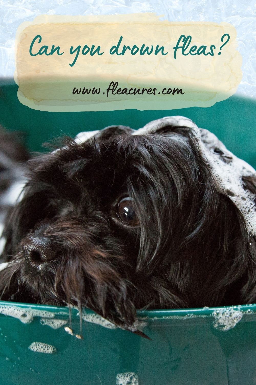 Can you drown fleas? Flea Cures
