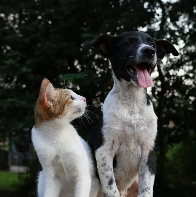 Katzenflöhe vs. Hundeflöhe – sind sie unterschiedlich oder gleich?