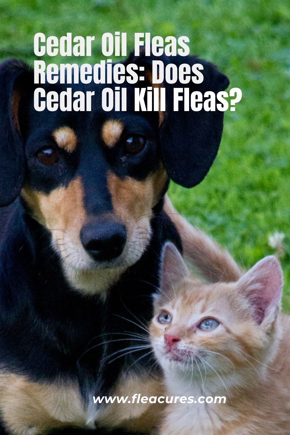 Cedar Oil Fleas Remedies Does Cedar Oil Kill Fleas? Flea Cures