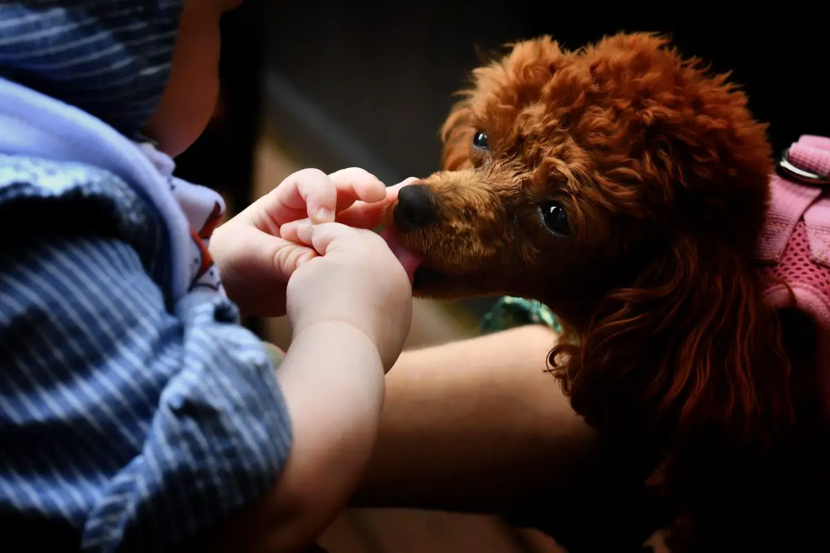 Warum beißen Hunde Flohbisse: Warum beißt mich mein Hund, als hätte ich Flöhe?