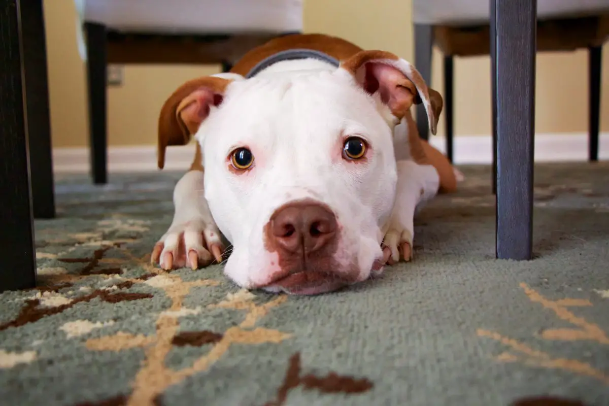 Perché i cani mordono le pulci: Perché il mio cane mi morde come se avessi le pulci?