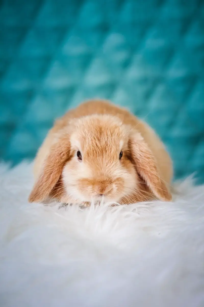 Rimedi casalinghi per le pulci sui conigli