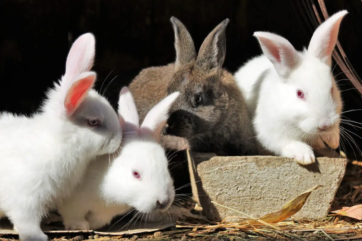 Remèdes à la maison pour les puces sur les lapins