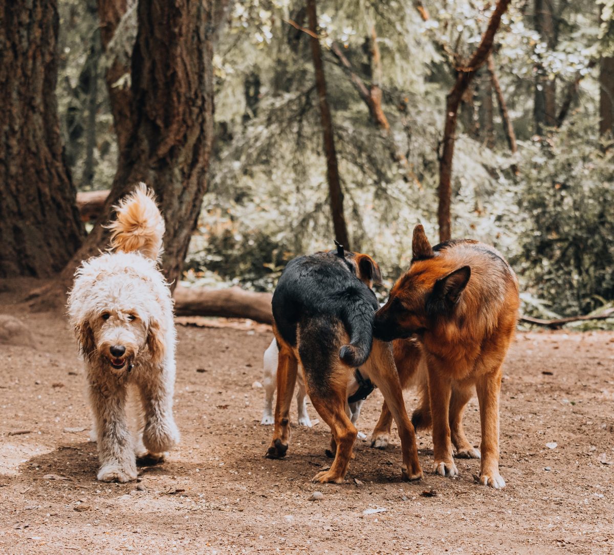 Warum beißen Hunde Flohbisse: Warum beißt mich mein Hund, als hätte ich Flöhe?