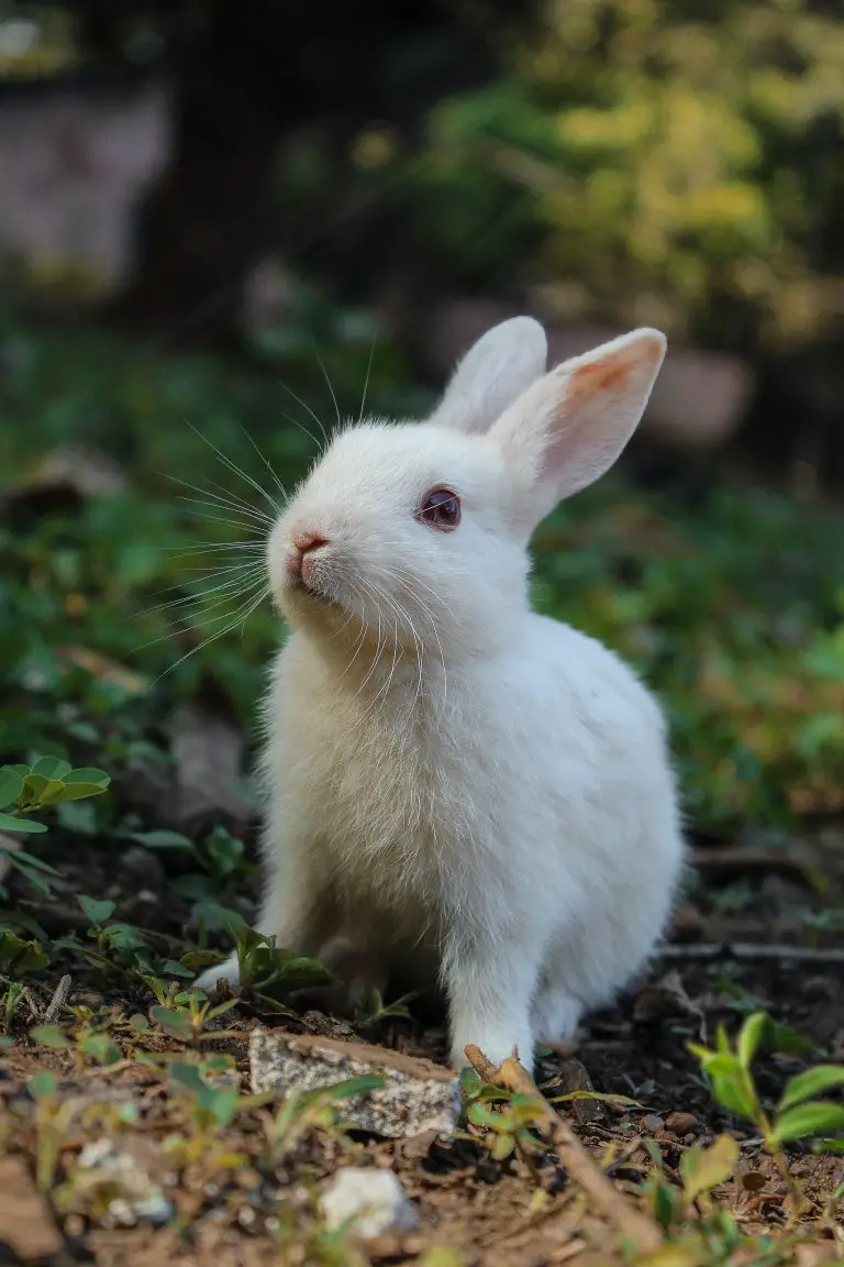 Hausmittel gegen Flöhe bei Kaninchen