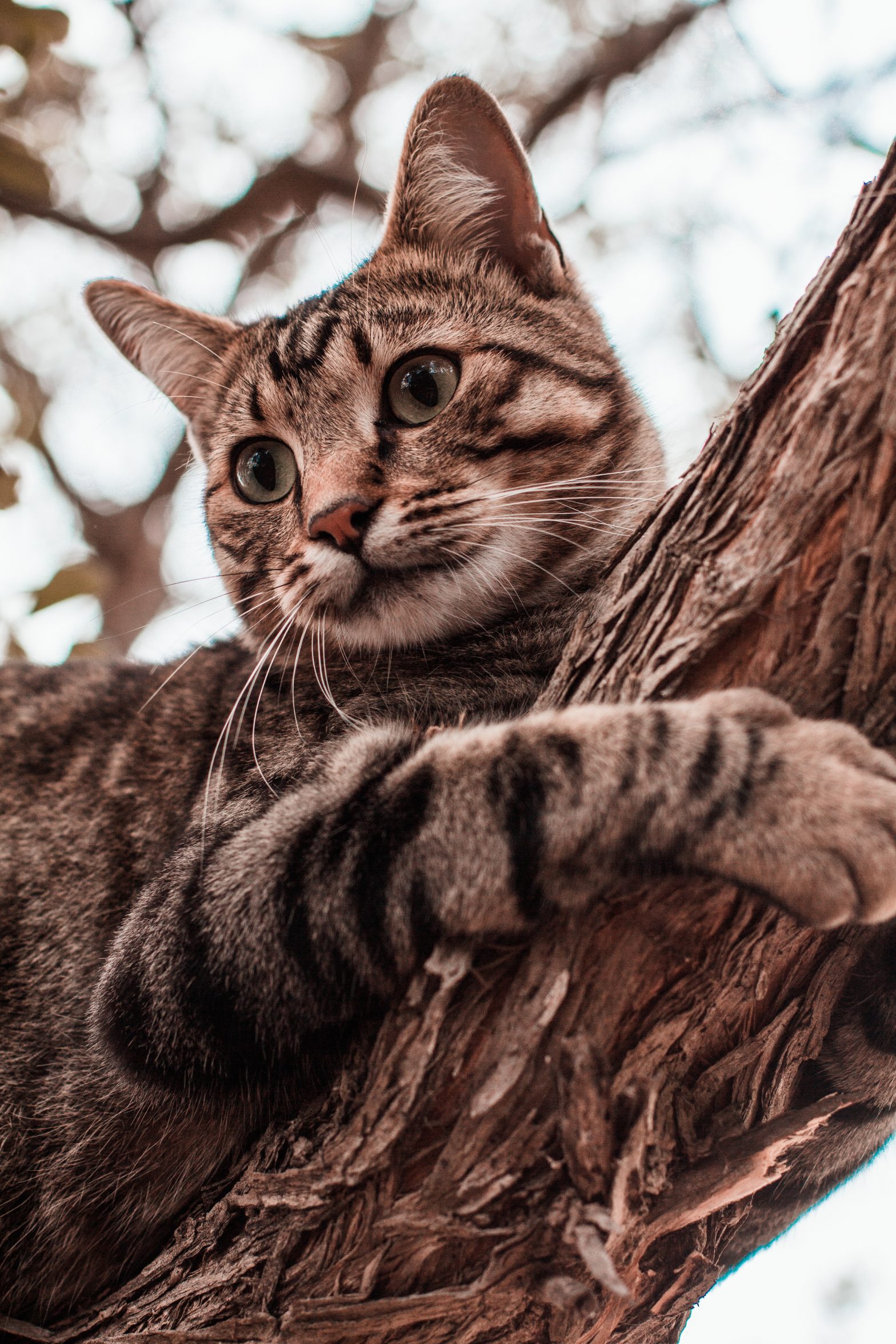 Can Olive Oil Kill Fleas - g8q0hh5
