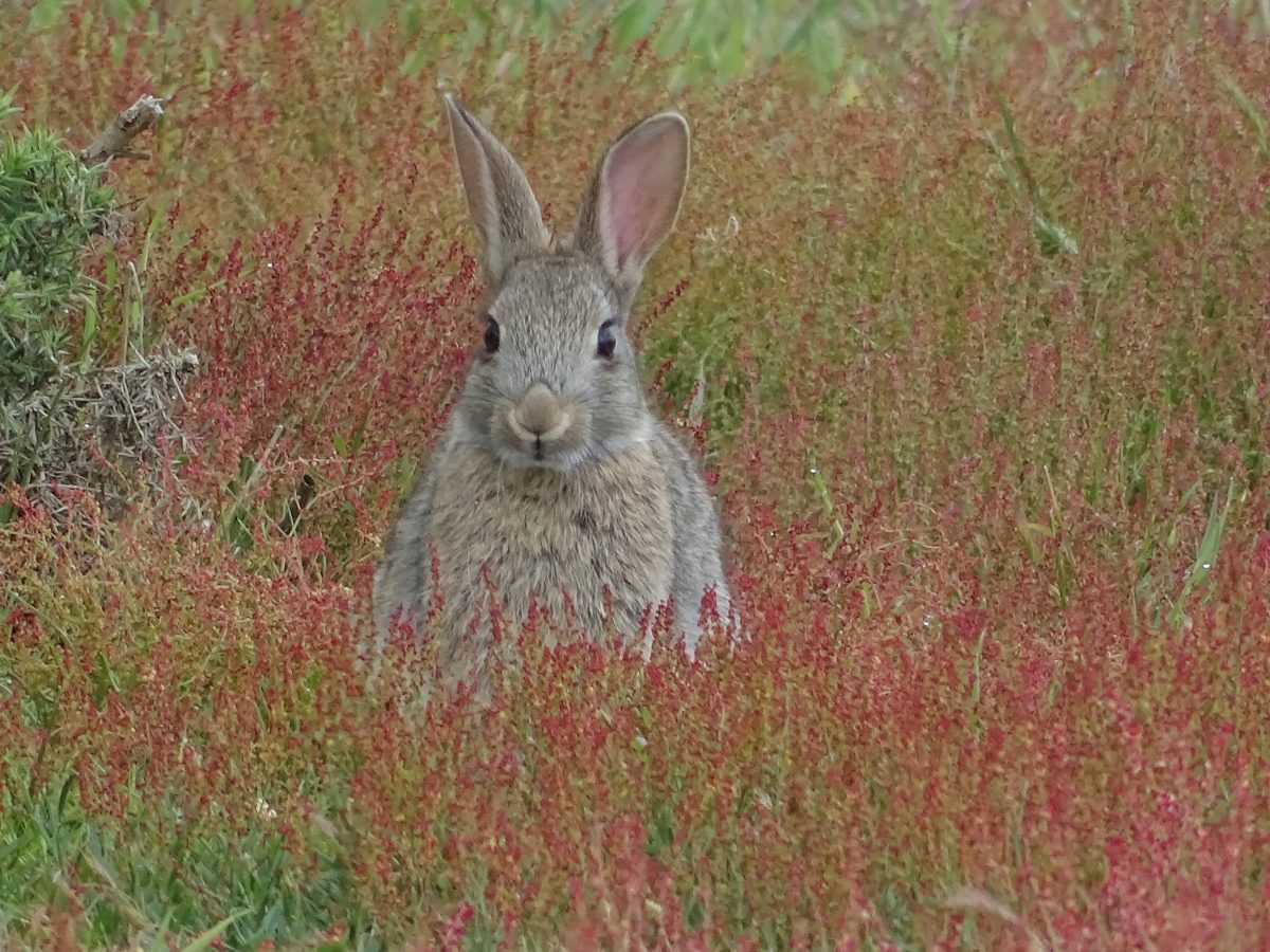 Home Remedies for Fleas on Rabbits