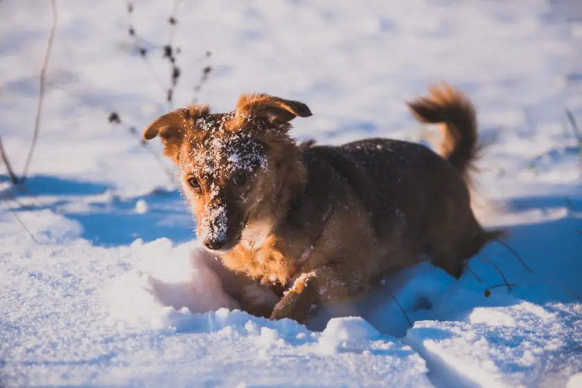 chien dans la neige