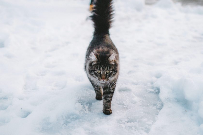 gato maine coon marrón en invierno