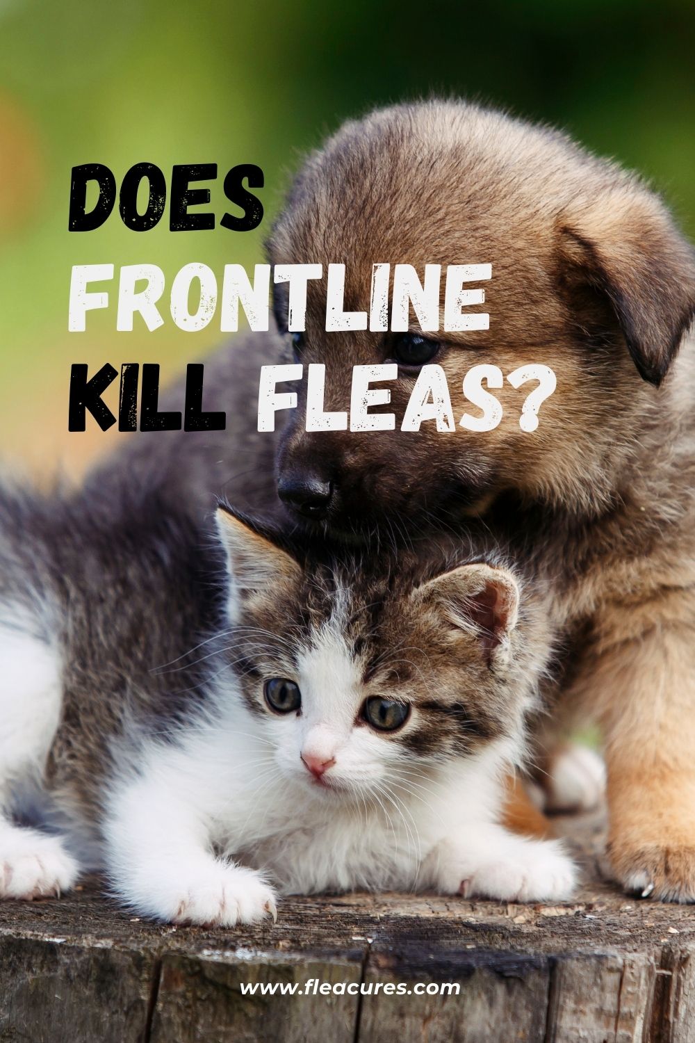 Does Frontline Kill Fleas? Flea Cures