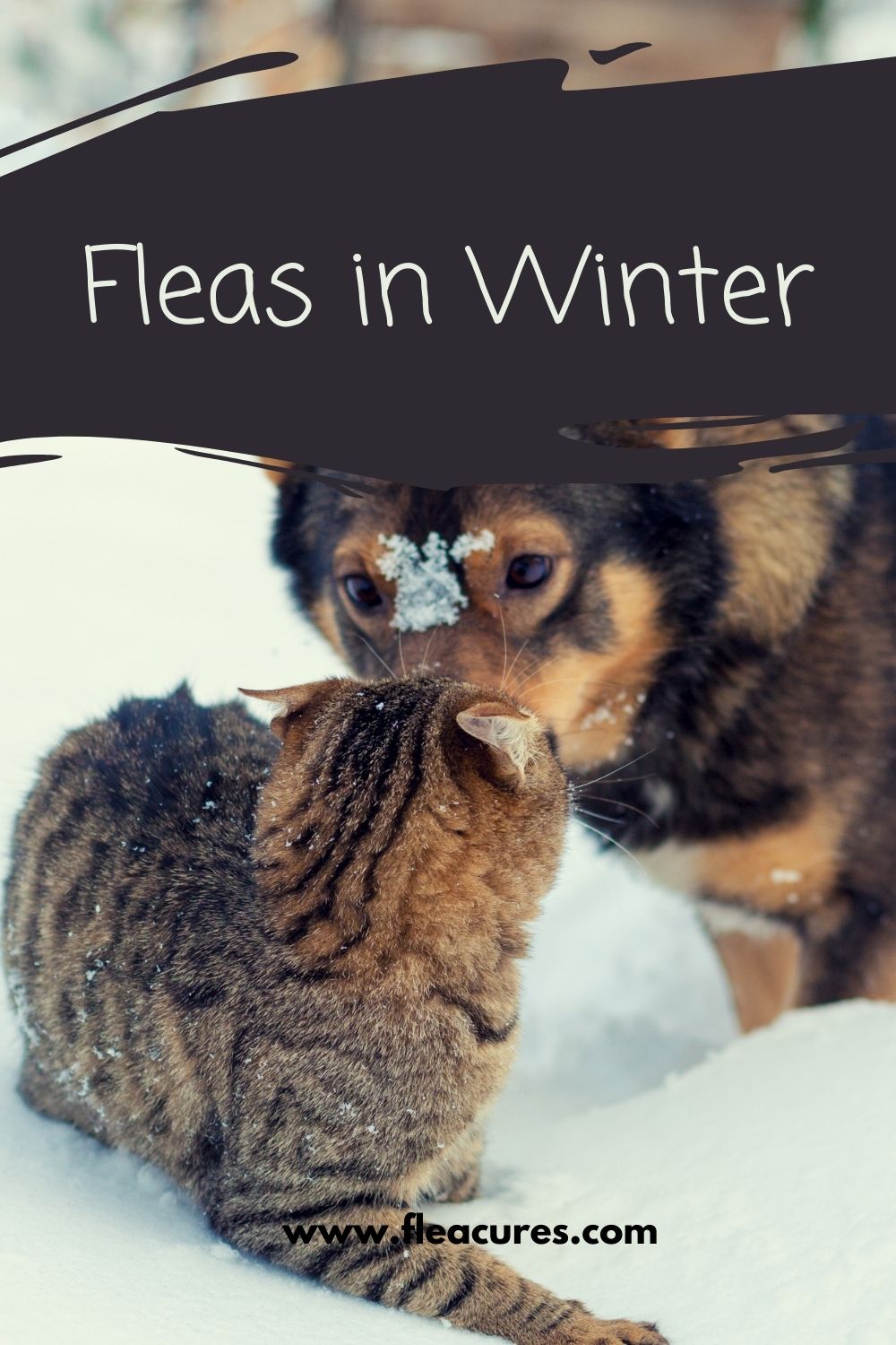 Fleas in Winter Flea Cures