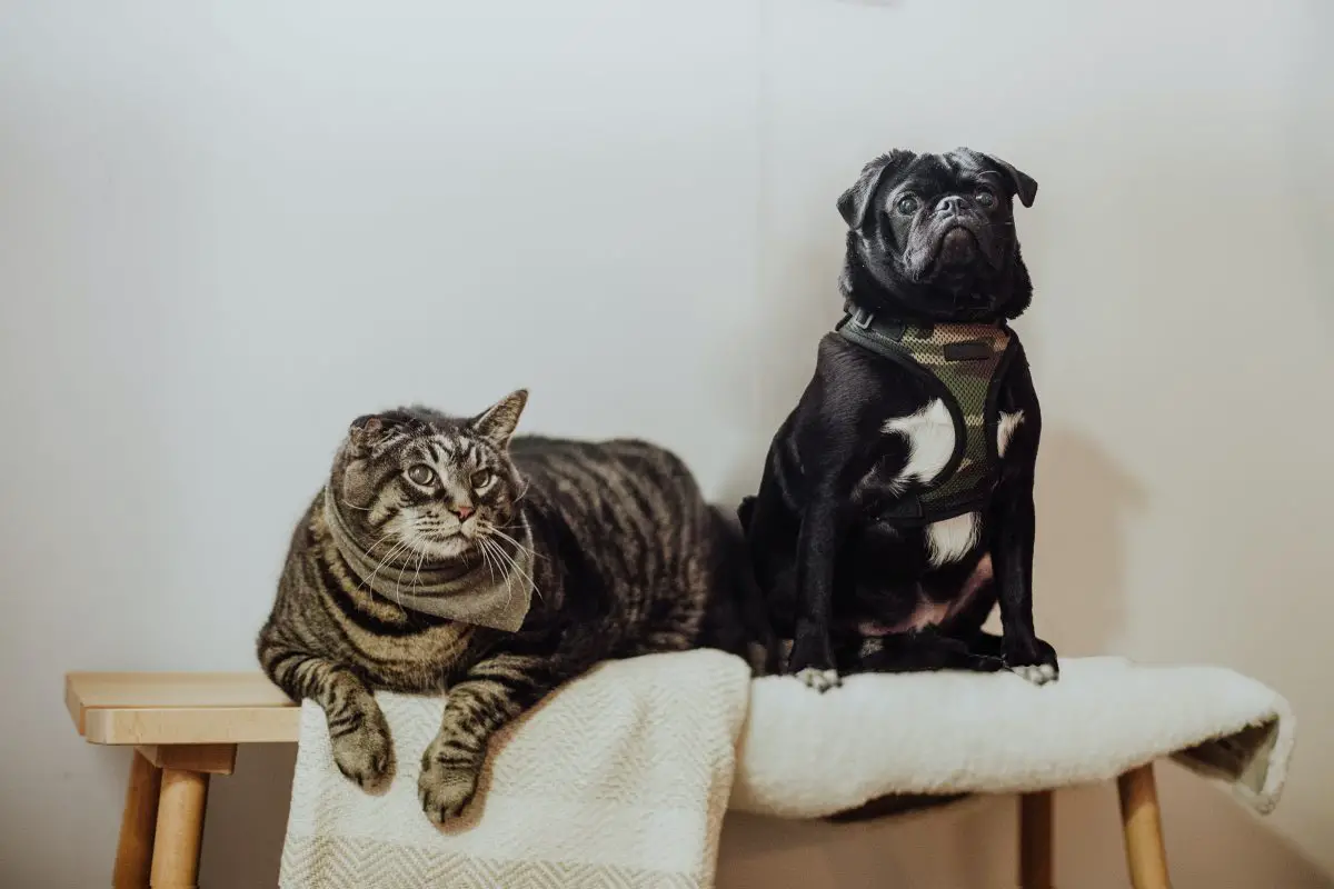 cat and dog