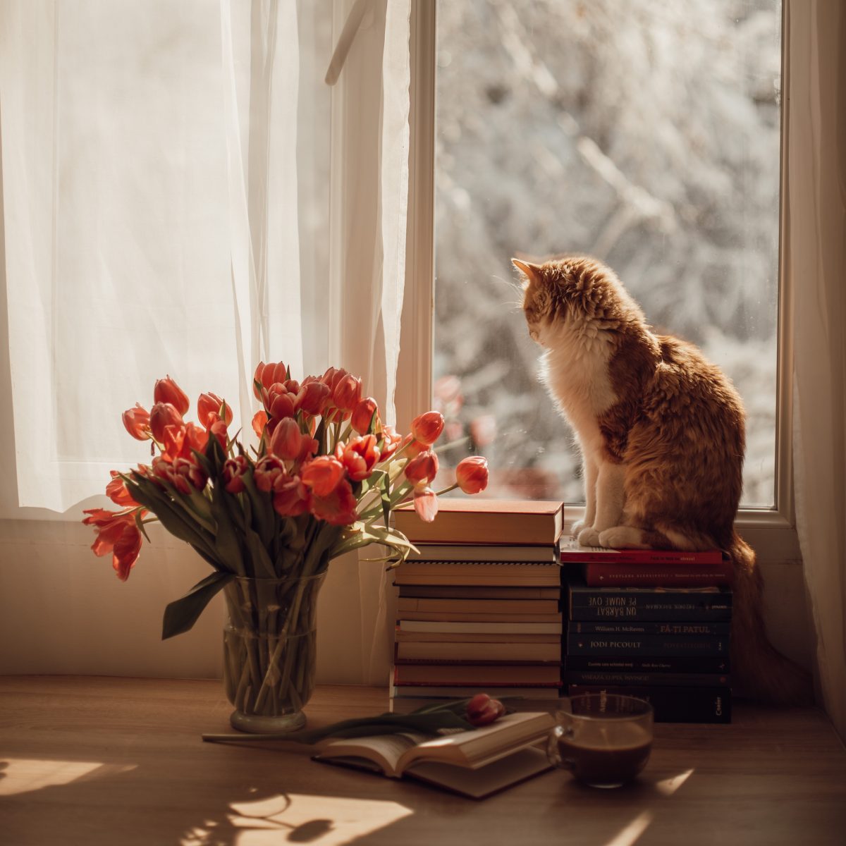 chat à l'intérieur regardant dehors