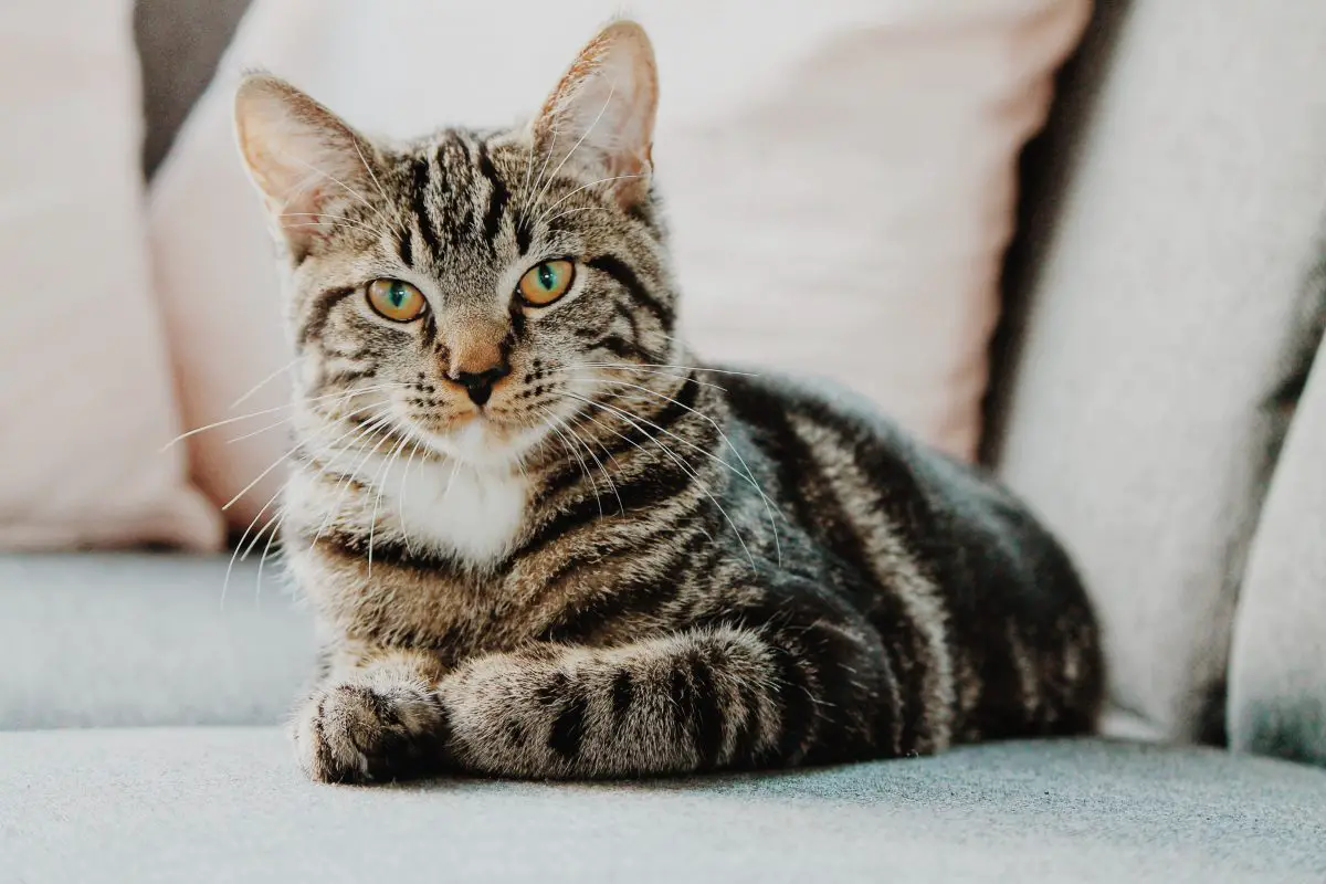 chat à l'intérieur