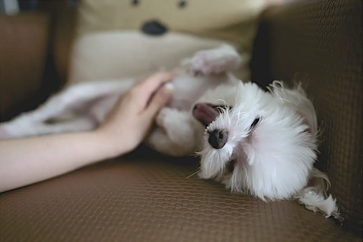 il mio cane ha allergie o pulci?