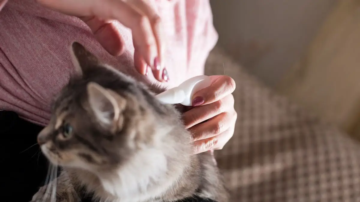 les puces de chat peuvent piquer les humains