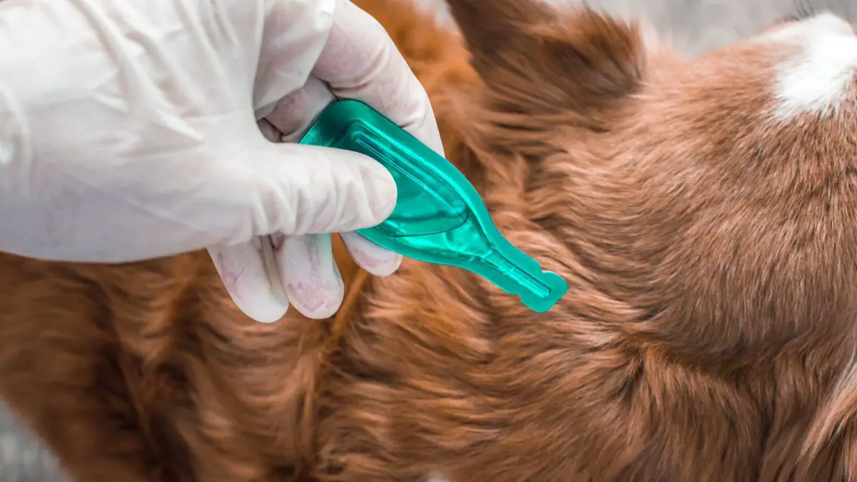 Flea Cures Find the cure to your pet's fleas!