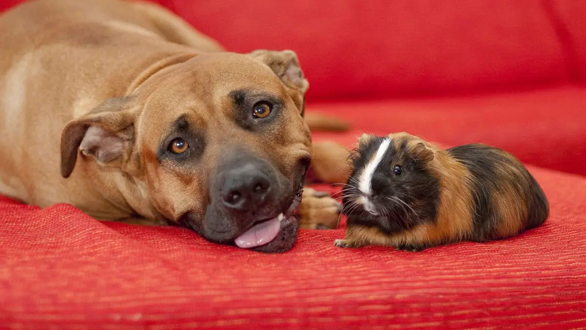 dog and guinea pig