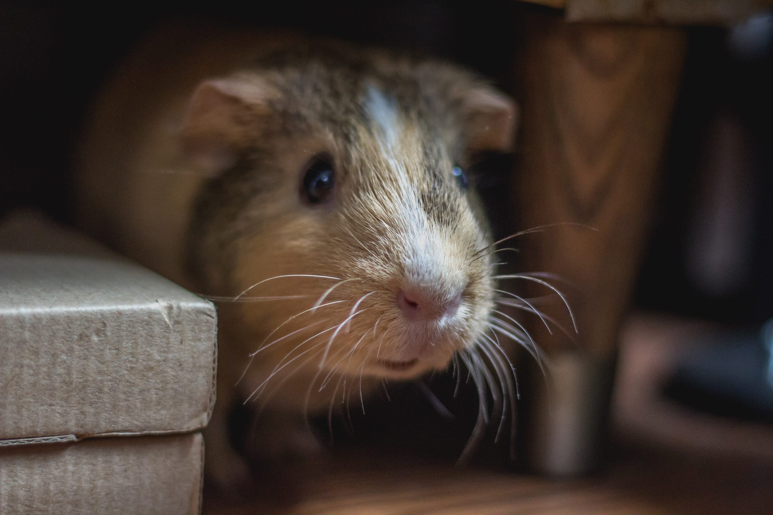 can guinea pigs get fleas from dogs or cats