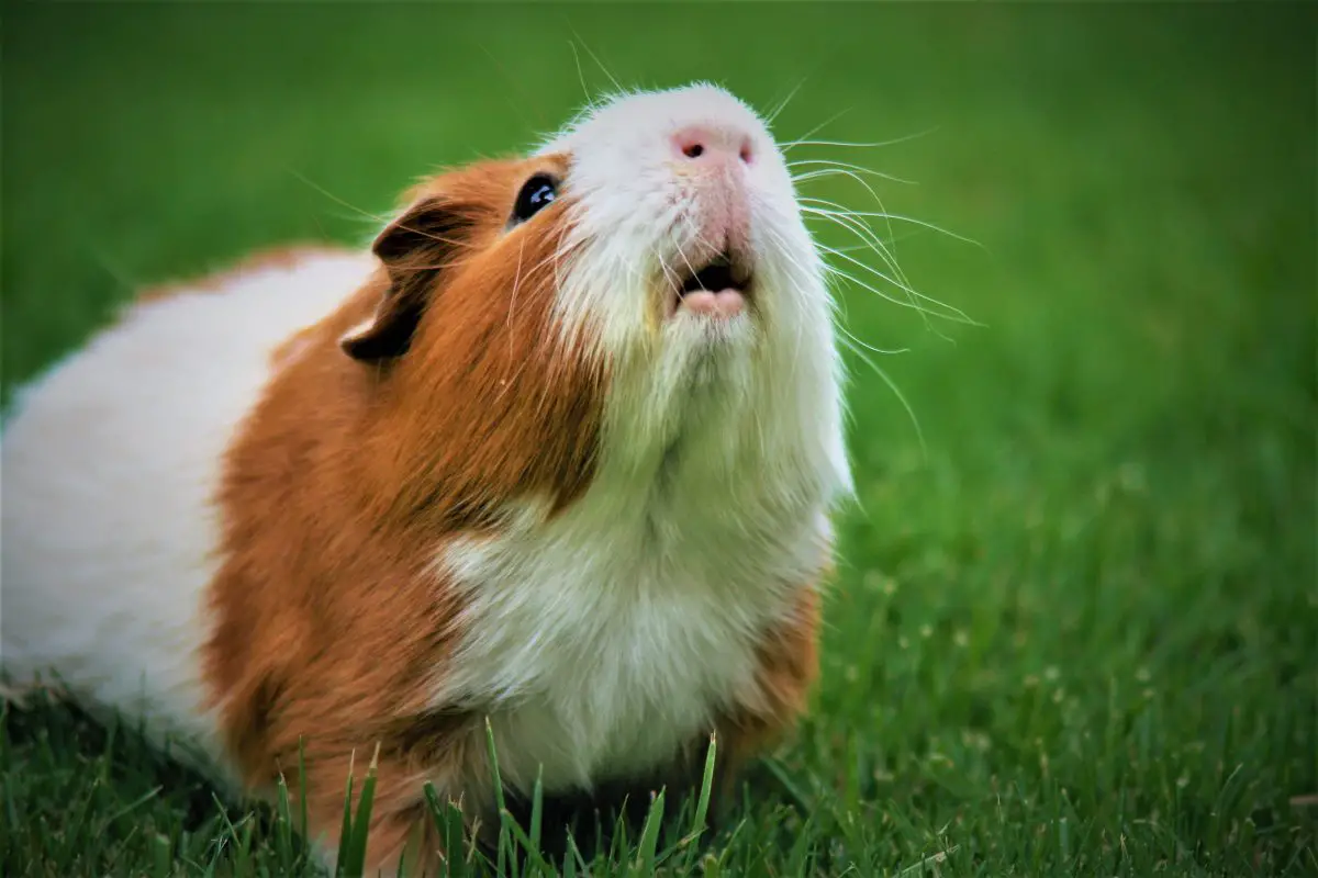 can guinea pigs get fleas