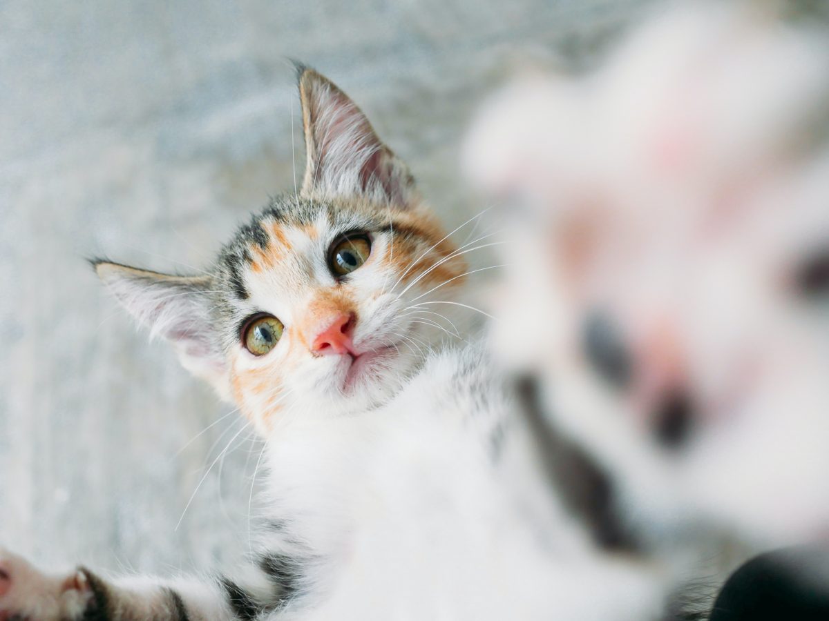 chat au vinaigre de l'aube