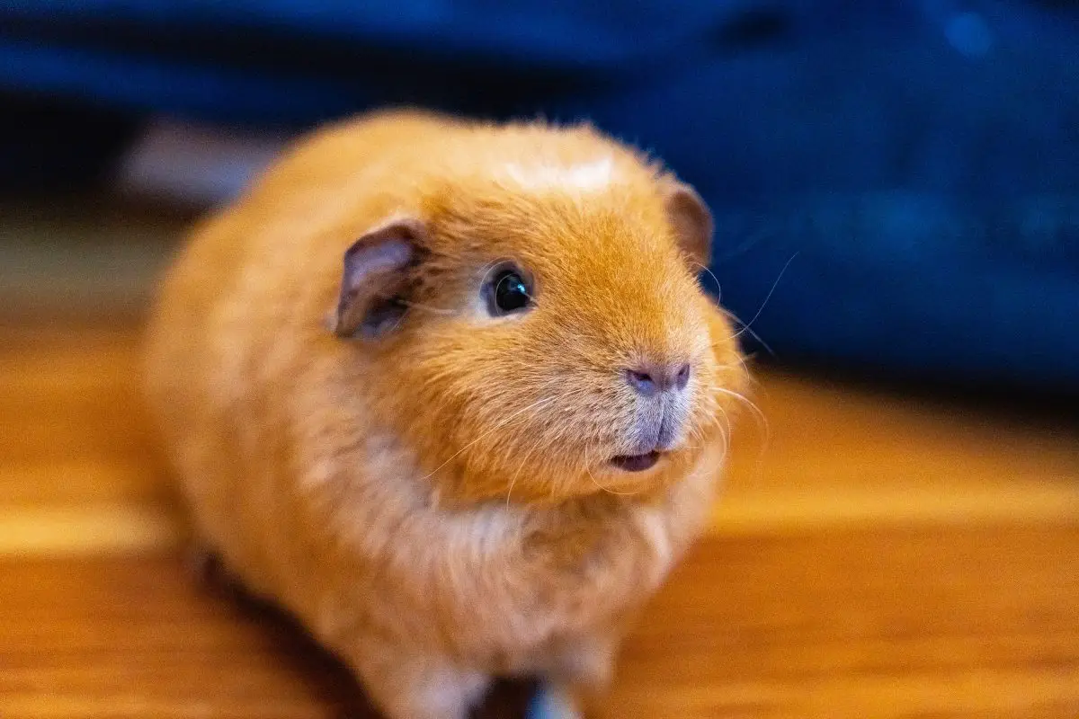 can guinea pigs get fleas